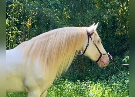 Lusitanohäst, Valack, 5 år, 160 cm, Cremello