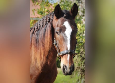 Lusitanohäst, Valack, 6 år, 162 cm, Mörkbrun