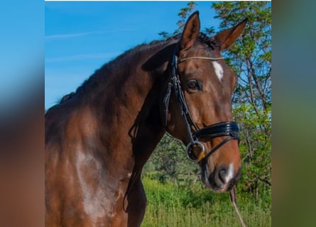 Lusitanohäst, Valack, 6 år, 169 cm, Mörkbrun