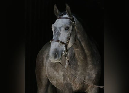 Lusitanohäst, Valack, 8 år, 151 cm, Gråskimmel