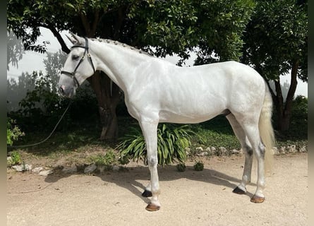 Lusitanohäst, Valack, 8 år, 168 cm, Grå