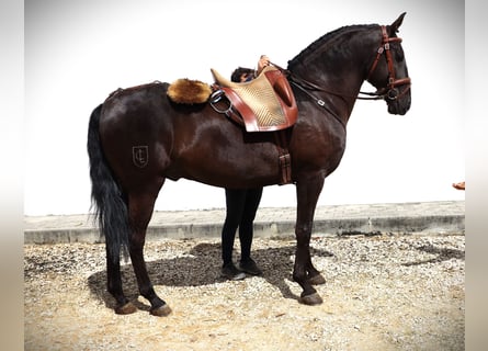 Lusitanohäst, Valack, 9 år, 161 cm, Mörkbrun