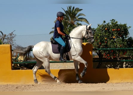 Lusitanos, Caballo castrado, 10 años, 155 cm, Tordo