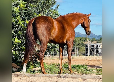 Lusitanos, Caballo castrado, 10 años, 161 cm, Alazán