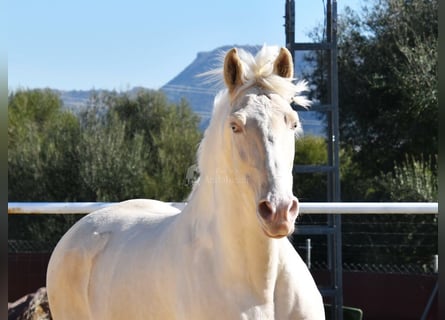 Lusitanos, Caballo castrado, 10 años, 161 cm, Cremello