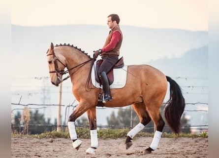 Lusitanos, Caballo castrado, 10 años, 167 cm, Bayo