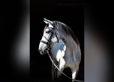 Lusitanos, Caballo castrado, 11 años, 160 cm, Tordo