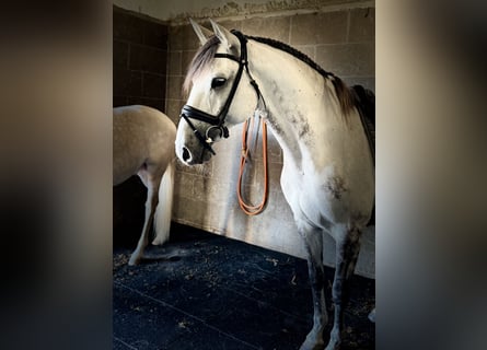 Lusitanos, Caballo castrado, 11 años, 165 cm, Tordo