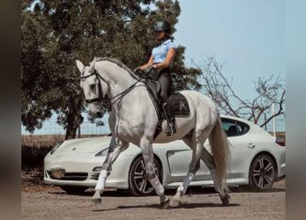 Lusitanos Mestizo, Caballo castrado, 12 años, 167 cm, Tordo