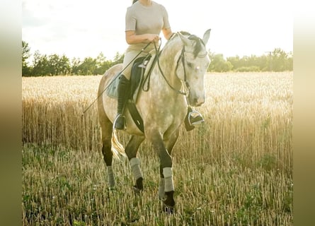 Lusitanos, Caballo castrado, 12 años, Tordo ruano