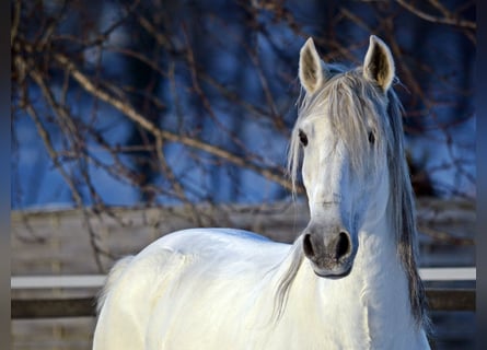 Lusitanos, Caballo castrado, 13 años, 154 cm, Tordo