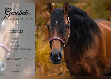Lusitanos, Caballo castrado, 14 años, 155 cm, Castaño