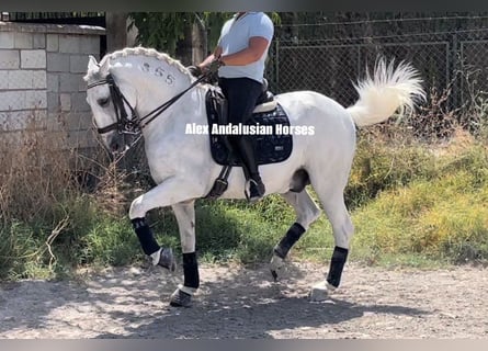 Lusitanos, Caballo castrado, 14 años, 163 cm, White/Blanco