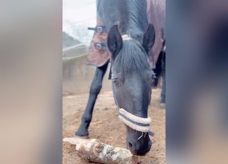 Lusitanos, Caballo castrado, 15 años, 165 cm, Negro