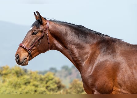 Lusitanos, Caballo castrado, 2 años, 146 cm, Castaño oscuro