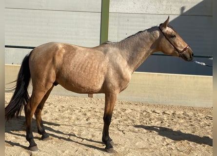 Lusitanos, Caballo castrado, 2 años, 157 cm, Buckskin/Bayo