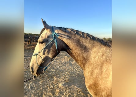 Lusitanos, Caballo castrado, 3 años, 157 cm, Tordo