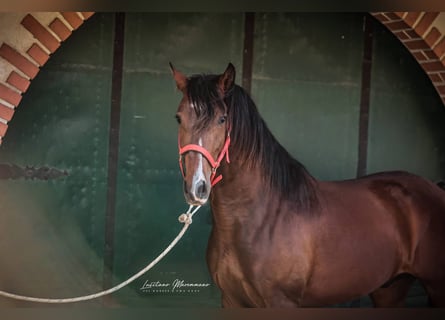Lusitanos, Caballo castrado, 3 años, 160 cm, Castaño