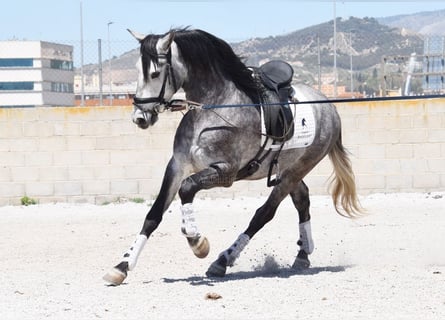 Lusitanos, Caballo castrado, 3 años, 160 cm, Tordo
