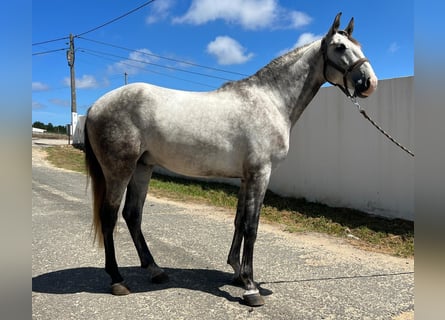 Lusitanos Mestizo, Caballo castrado, 3 años, 162 cm, Tordo