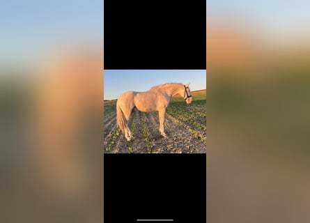 Lusitanos, Caballo castrado, 3 años, 165 cm, Cremello