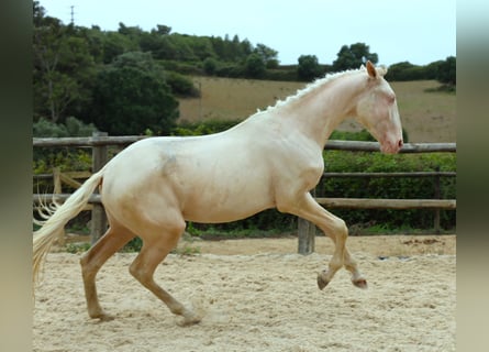 Lusitanos, Caballo castrado, 3 años, 167 cm, Cremello