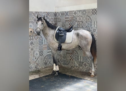 Lusitanos, Caballo castrado, 4 años, 156 cm, Musgo marrón