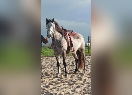 Lusitanos, Caballo castrado, 4 años, 158 cm, Tordo rodado