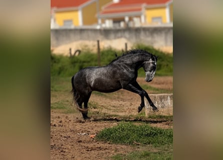 Lusitanos, Caballo castrado, 4 años, 160 cm, Tordo