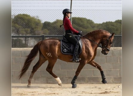 Lusitanos, Caballo castrado, 4 años, 162 cm, Alazán