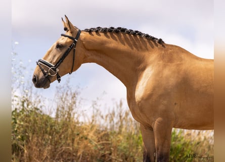 Lusitanos, Caballo castrado, 4 años, 163 cm, Bayo