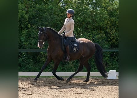 Lusitanos, Caballo castrado, 4 años, 164 cm, Negro