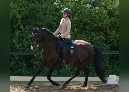 Lusitanos, Caballo castrado, 4 años, 164 cm, Negro