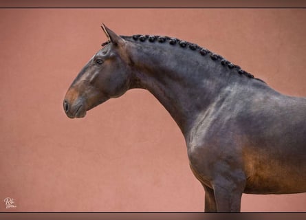 Lusitanos, Caballo castrado, 4 años, 166 cm, Castaño oscuro