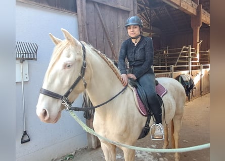 Lusitanos, Caballo castrado, 5 años, 152 cm, Perlino