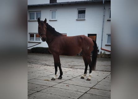 Lusitanos, Caballo castrado, 5 años, 155 cm, Castaño