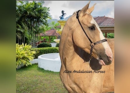 Lusitanos Mestizo, Caballo castrado, 5 años, 157 cm, Palomino