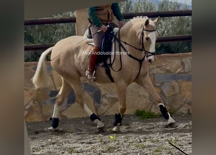 Lusitanos Mestizo, Caballo castrado, 5 años, 157 cm, Palomino