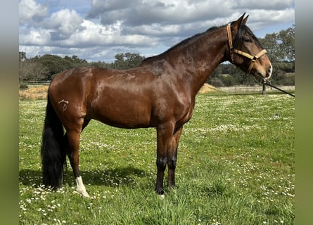 Lusitanos, Caballo castrado, 5 años, 159 cm, Castaño oscuro