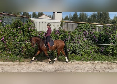 Lusitanos, Caballo castrado, 5 años, 160 cm, Castaño