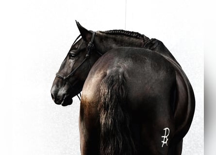 Lusitanos, Caballo castrado, 5 años, 160 cm, Negro