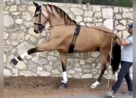 Lusitanos, Caballo castrado, 5 años, 162 cm, Bayo