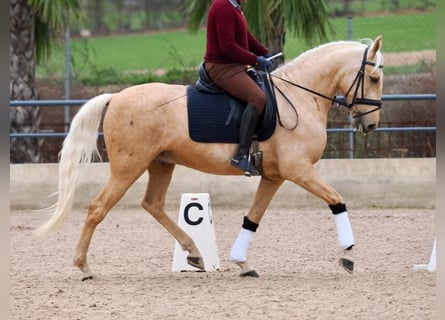 Lusitanos, Caballo castrado, 5 años, 162 cm, Palomino