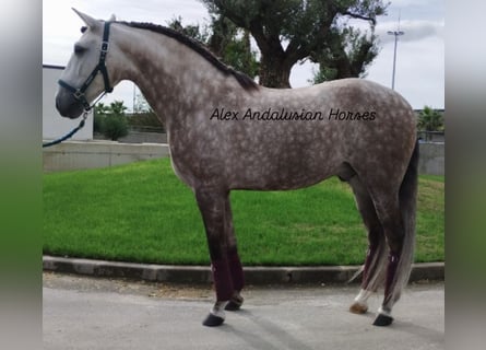 Lusitanos, Caballo castrado, 5 años, 162 cm, Tordo