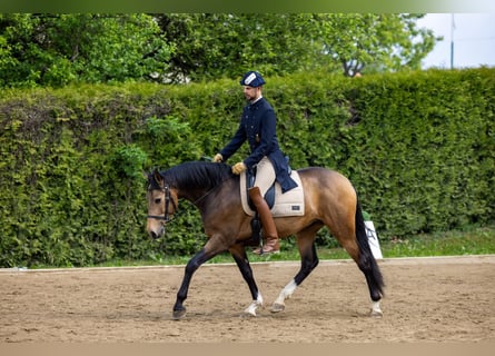 Lusitanos, Caballo castrado, 5 años, 164 cm, Buckskin/Bayo