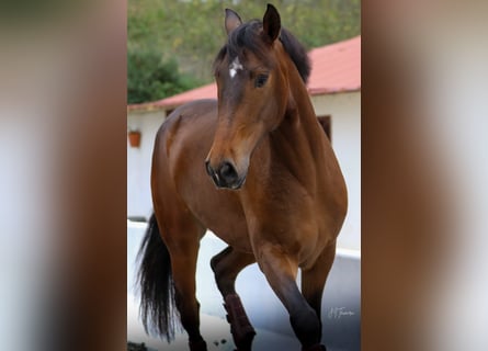 Lusitanos, Caballo castrado, 5 años, 165 cm, Castaño