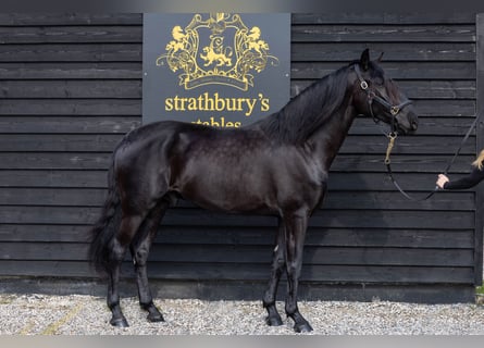 Lusitanos, Caballo castrado, 5 años, 165 cm, Negro