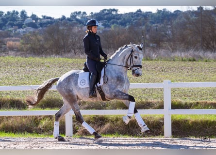 Lusitanos, Caballo castrado, 5 años, 165 cm, Tordo rodado
