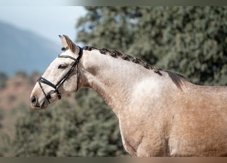 Lusitanos, Caballo castrado, 5 años, 165 cm, Tordo ruano