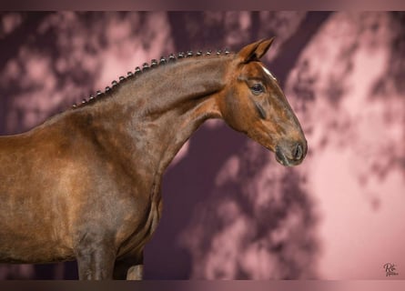 Lusitanos, Caballo castrado, 5 años, 167 cm, Alazán